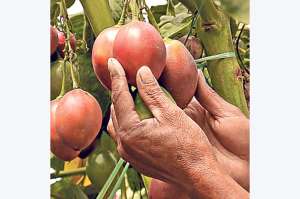 El jugo de tomate es el favorito en restaurantes de los 9 cantones 
