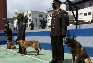 Los cuatro perros de raza pastor belga malinois serán adiestrados en la detección de sustancias catalogadas sujetas a fiscalización.