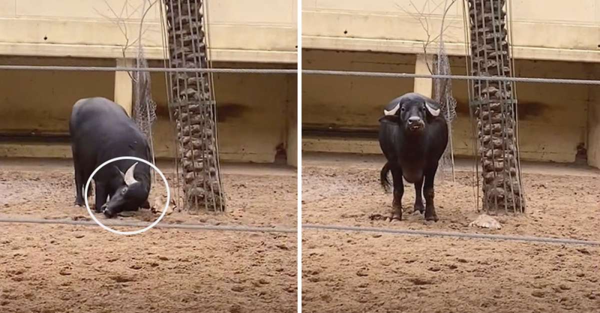 B&uacute;falo 