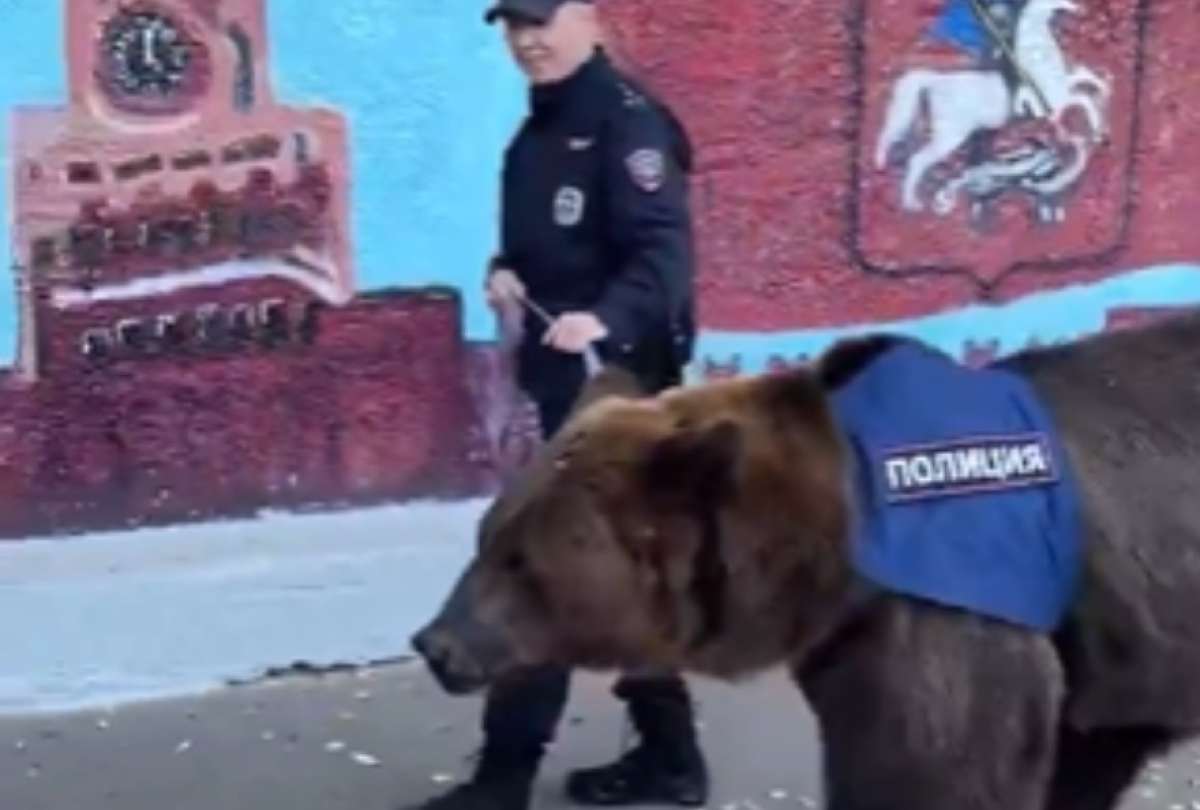 ¡Insólito! Un oso pardo se desempeña como ayudante de Policía
