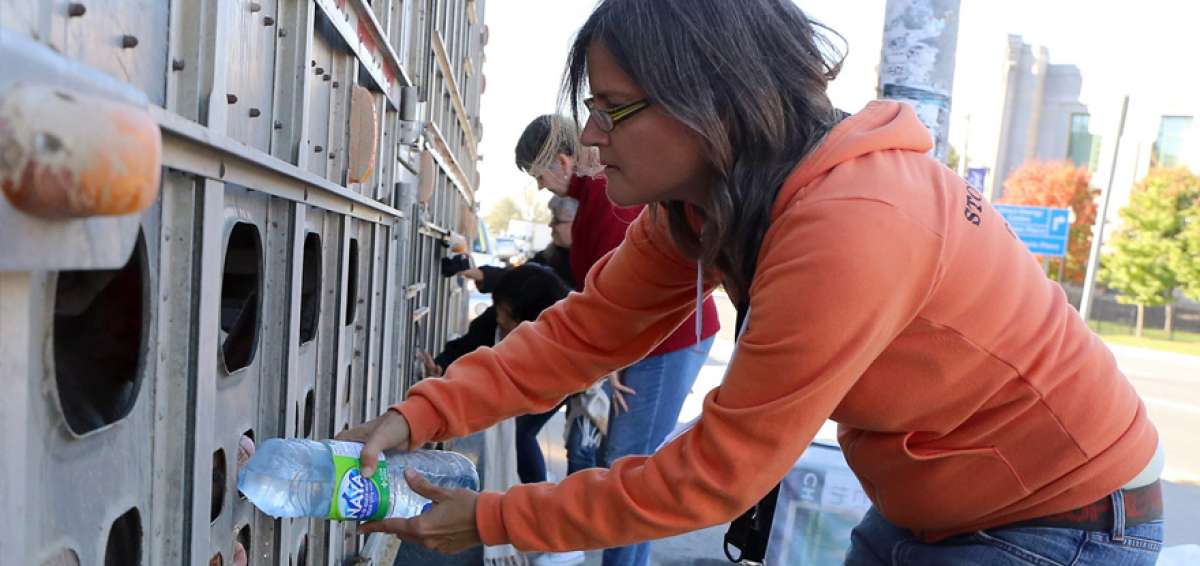 La activista Anita Krajnc cre&oacute; el movimiento en Canad&aacute;, all&iacute; fue juzgada por darles agua a unos cerdos que iban al matadero en un cami&oacute;n. Finalmente fue absuelta.