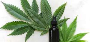 Una sustancia respalda la utilizaci&oacute;n del cannabis