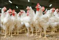 MAG publicó recomendaciones para evitar la propagación de la influenza aviar