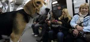 Todos los trenes de las l&iacute;neas deber&aacute;n contar con al menos un vag&oacute;n "amigable" con las mascotas.