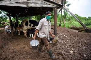 Los precios de la leche para los ganaderos es bajo. 