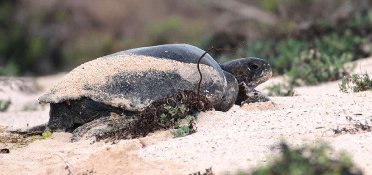 Gal&aacute;pagos es considerado el segundo sitio m&aacute;s importante del mundo por la anidaci&oacute;n de la tortuga verde (Chelonia mydas), despu&eacute;s de Michoac&aacute;n.  
