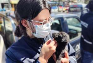 La venta informal de animales de compañía contraviene la Ordenanza 019 del Municipio de Quito.