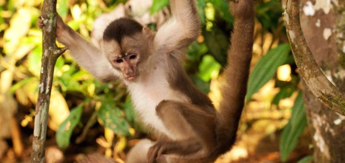 Personal que vigila el tr&aacute;fico de fauna se capacit&oacute;