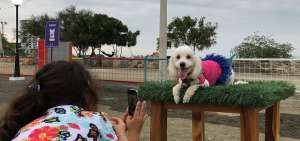 Una mascota es fotografiada por su due&ntilde;a mientras permanece en el parque canino, ubicado en el sitio La Poza, en la zona tur&iacute;stica de Manta.