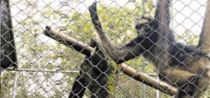 Los casos de tr&aacute;fico de fauna se repiten en diversas zonas