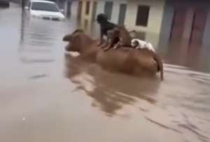 El video de unos animales aferrados en medio de unas inundaciones se viraliz&oacute; en internet.
