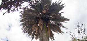 La palmera de coco chileno (jubeae chilensis)  es una de las m&aacute;s perennes en las quintas con cerca de 150 a&ntilde;os. Constituye un rasgo de identidad de este lugar tur&iacute;stico.