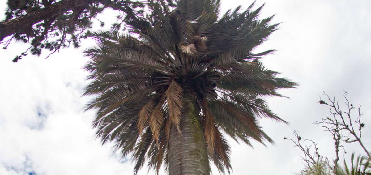 La palmera de coco chileno (jubeae chilensis)  es una de las m&aacute;s perennes en las quintas con cerca de 150 a&ntilde;os. Constituye un rasgo de identidad de este lugar tur&iacute;stico.