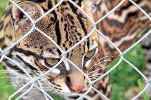 El ocelote o tigrillo (Leopardus pardalis) tambi&eacute;n pudo reproducirse en la reserva de animales Amaru, que est&aacute; ubicada a unos veinte minutos de la capital azuaya. Foto: Jos&eacute; Luis Llivisaca.