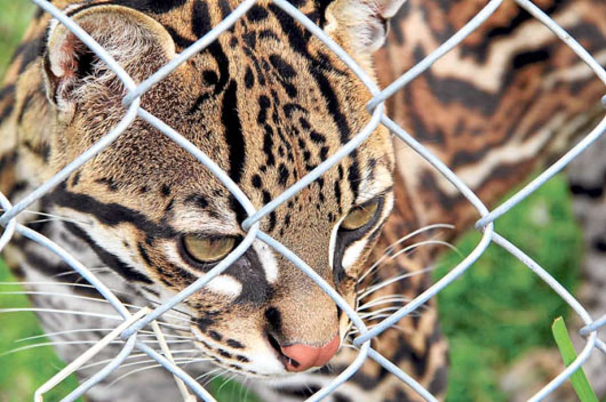 El ocelote o tigrillo (Leopardus pardalis) tambi&eacute;n pudo reproducirse en la reserva de animales Amaru, que est&aacute; ubicada a unos veinte minutos de la capital azuaya. Foto: Jos&eacute; Luis Llivisaca.