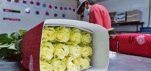 Las rosas ecuatorianas podr&iacute;an ingresar al SGP sin aranceles