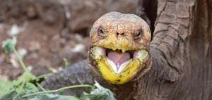 Diego es la contraparte de George, el &uacute;ltimo ejemplar de la especie Chelonoidis abigdoni que muri&oacute; en 2012.
