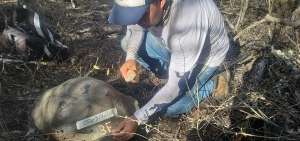 De acuerdo a los resultados preliminares del censo de tortugas gigantes, hay 11 hembras por cada macho.