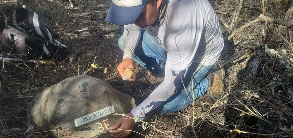 De acuerdo a los resultados preliminares del censo de tortugas gigantes, hay 11 hembras por cada macho.