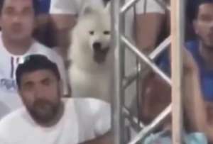 En Brasil, un can se volvió famoso mientras observaba un partido de tenis de playa. 