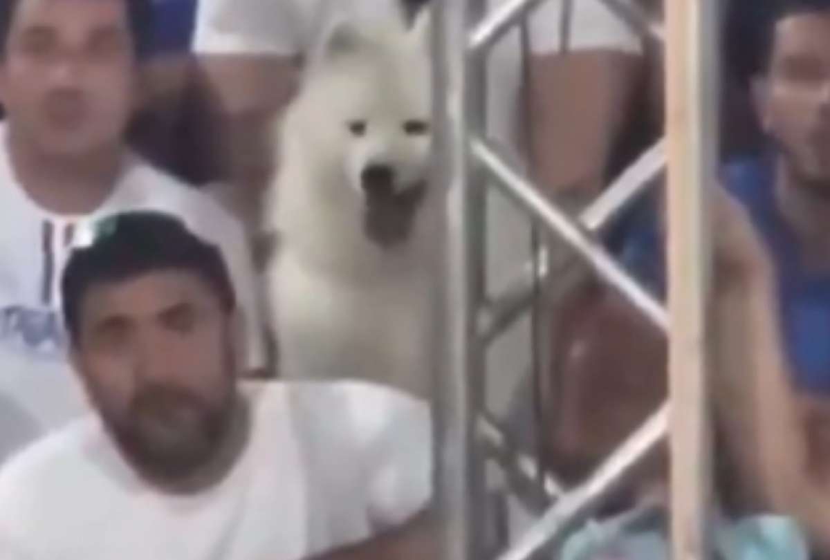 En Brasil, un can se volvió famoso mientras observaba un partido de tenis de playa.