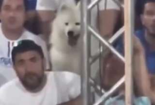 En Brasil, un can se volvió famoso mientras observaba un partido de tenis de playa. 