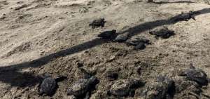 San Lorenzo, el santuario de las tortugas marinas en Manab&iacute;