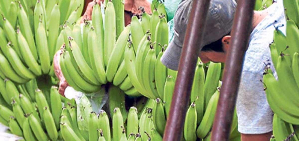 Exportadores solicitan que se mantenga el precio de la caja de banano