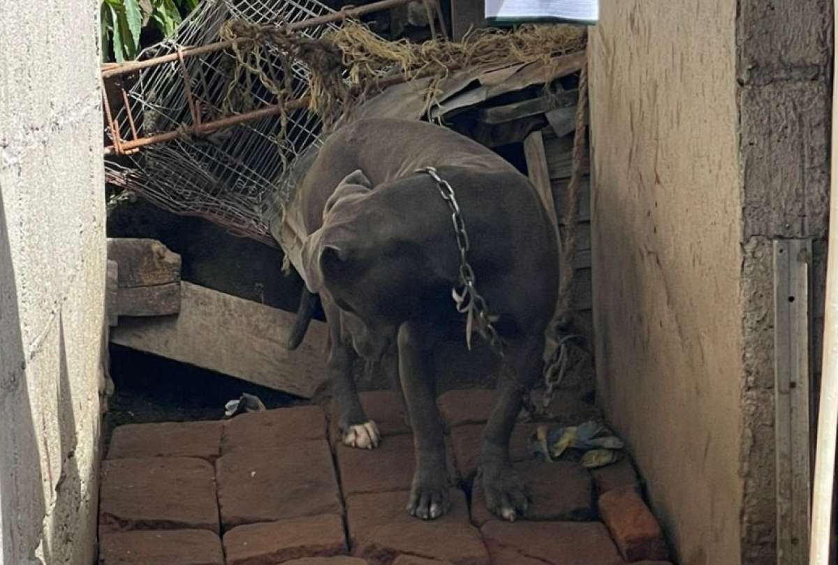 Un grupo de perros fue encontrado encadenado y maltratado.