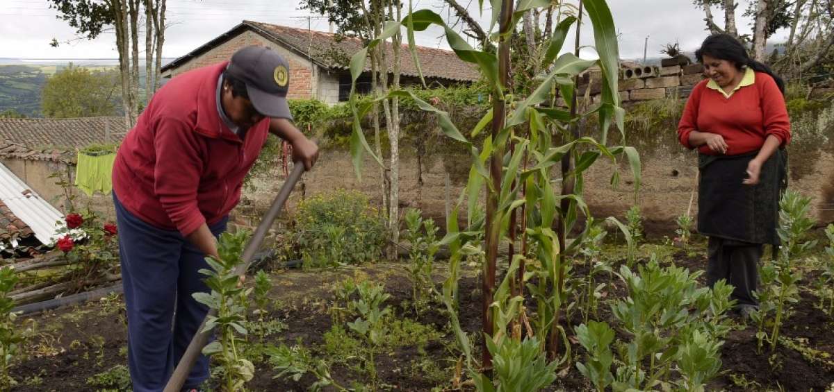 Los huertos caseros ayudan a la econom&iacute;a  del hogar. De all&iacute; la importancia de plantar algunas especies como la lechuga, zanahorias y el tomate entre otros.