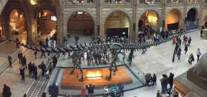 Museo de Historia Natural de Londres dice adi&oacute;s a su famoso dinosaurio