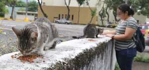 Animalistas realizaron un censo para establecer cu&aacute;ntos gatos faltan. Unos pocos aparecieron cuando se les brind&oacute; comida en la zona.
