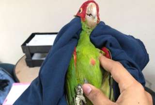 Los loros fueron rescatados en un operativo del Ministerio de Ambiente. 