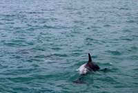 Delfín encallado murió en la playa de Colombia