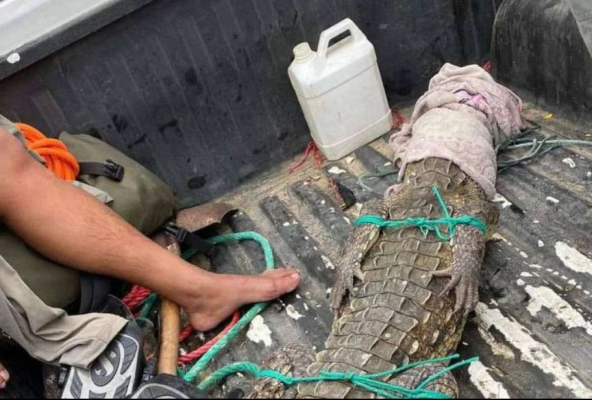 El cocodrilo fue recogido el mismo domingo por personal del Municipio de Salinas
