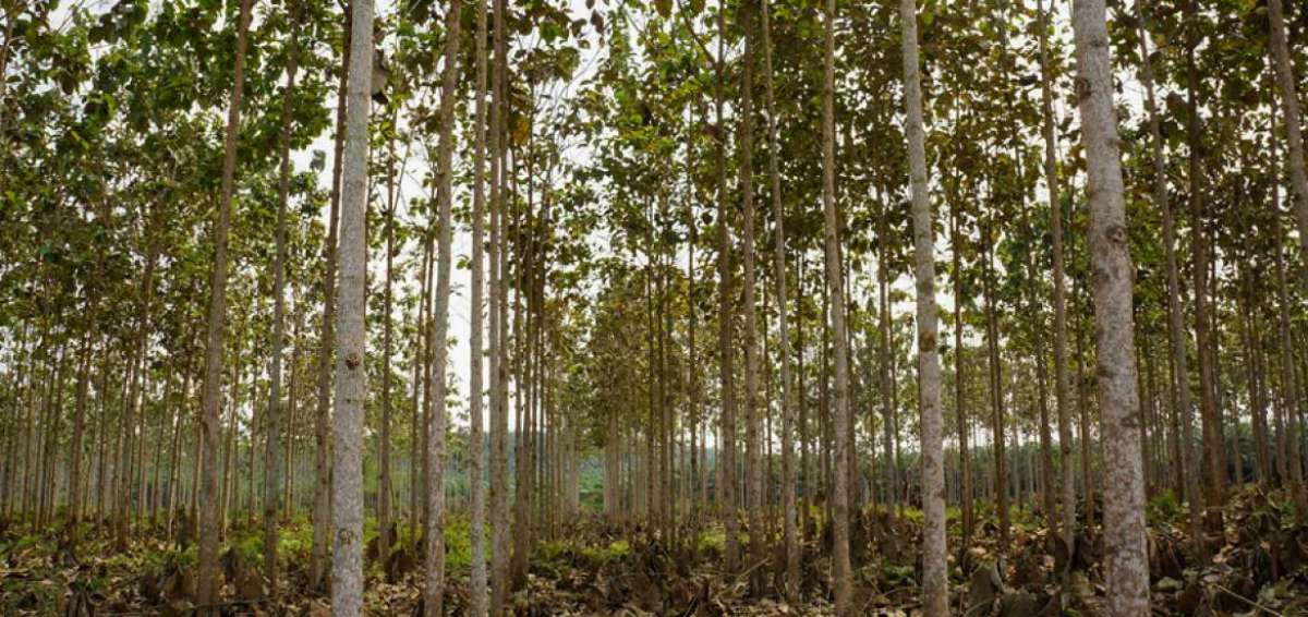 Un promedio de 20 a&ntilde;os se requiere para que una plantaci&oacute;n de teca pueda ser explotada comercialmente.