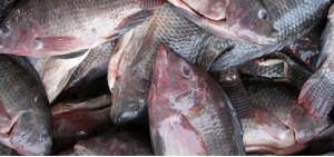 El organismo nacional de sanidad confirma la no presencia de este virus en los cultivos de tilapia en el pa&iacute;s.