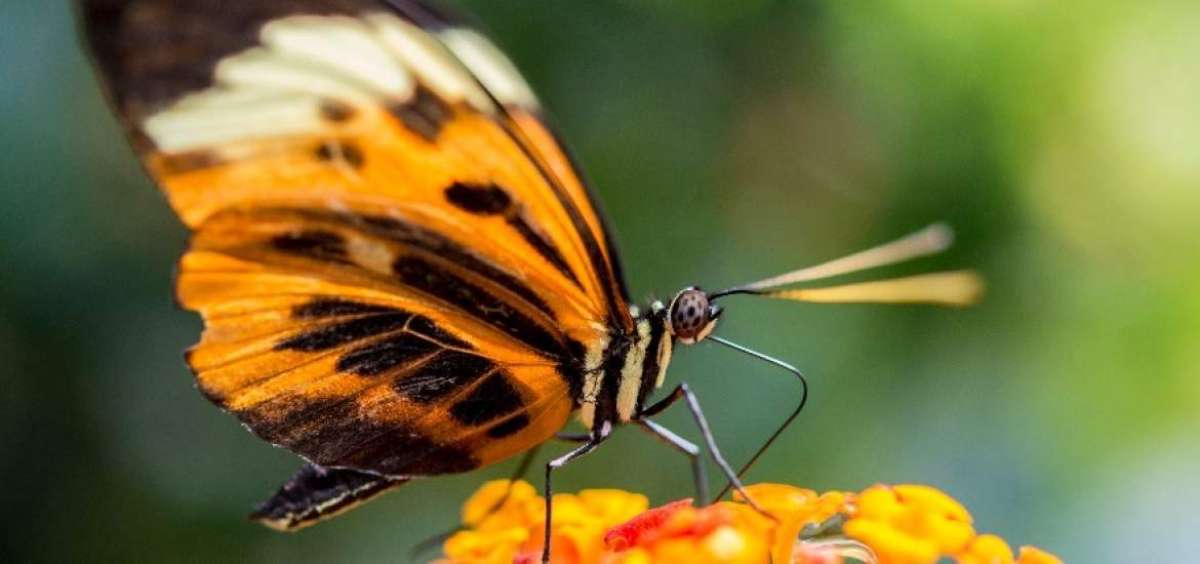 El peligro de extinci&oacute;n de mariposas y abejas por el uso de agrot&oacute;xicos afecta a la polinizaci&oacute;n de las flores.