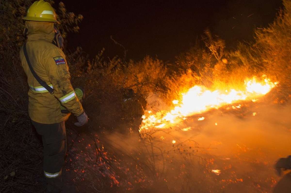 Para sofocar las llamas en el cerro Ilal&oacute; se emple&oacute; un contingente de 186 bomberos. Foto: Daniel Molineros / EL TEL&Eacute;GRAFO