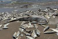 Miles de peces muertos aparecen en las costas del golfo de Texas