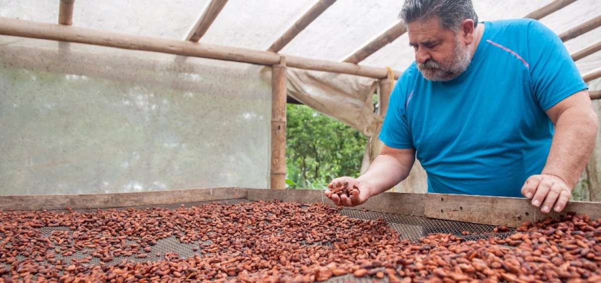 La pepa a&uacute;n con c&aacute;scara debe pasar por el proceso de fermentaci&oacute;n en invernaderos con temperaturas sobre los 45&deg;C y sin ninguna cobertura adicional.