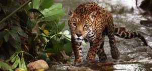 2.000 jaguares habitan en la frontera entre Ecuador, Colombia y Per&uacute;