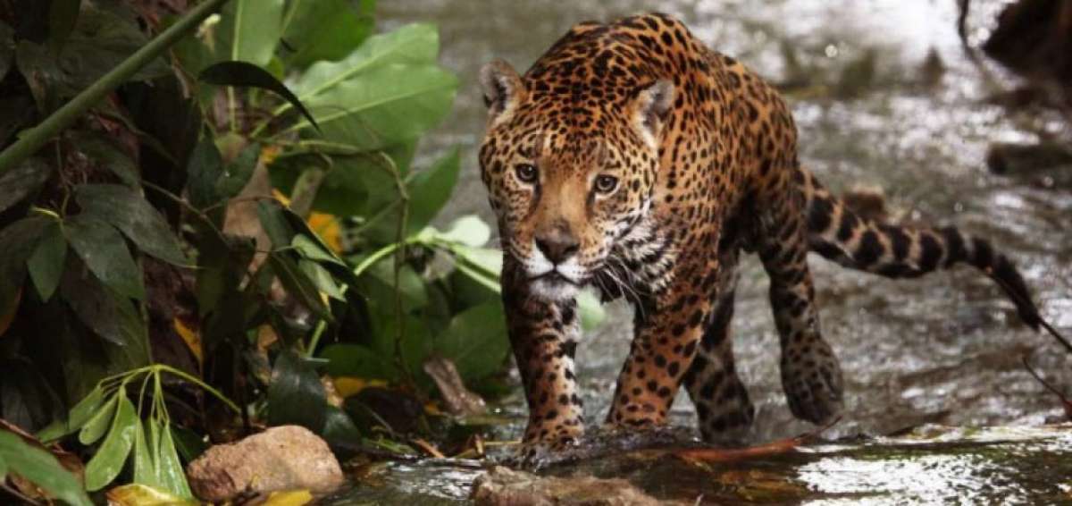 2.000 jaguares habitan en la frontera entre Ecuador, Colombia y Per&uacute;