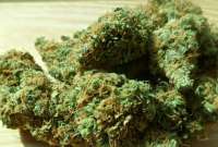 La Policía incauta más de 96 000 dosis de marihuana en el Tena