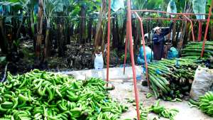   El uso del 20% de harina de banano para elaborar pan, no cambia su  sabor, al contrario lo enriquece con potasio y otros nutrientes. Foto: Fabricio Cruz |  para El Tel&eacute;grafo