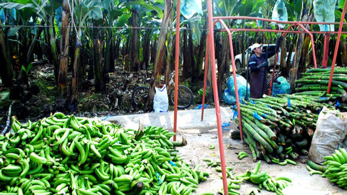   El uso del 20% de harina de banano para elaborar pan, no cambia su  sabor, al contrario lo enriquece con potasio y otros nutrientes. Foto: Fabricio Cruz |  para El Tel&eacute;grafo