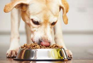El alimento para los &quot;peluditos&quot; no grava IVA desde el 1 de febrero de 2025. 