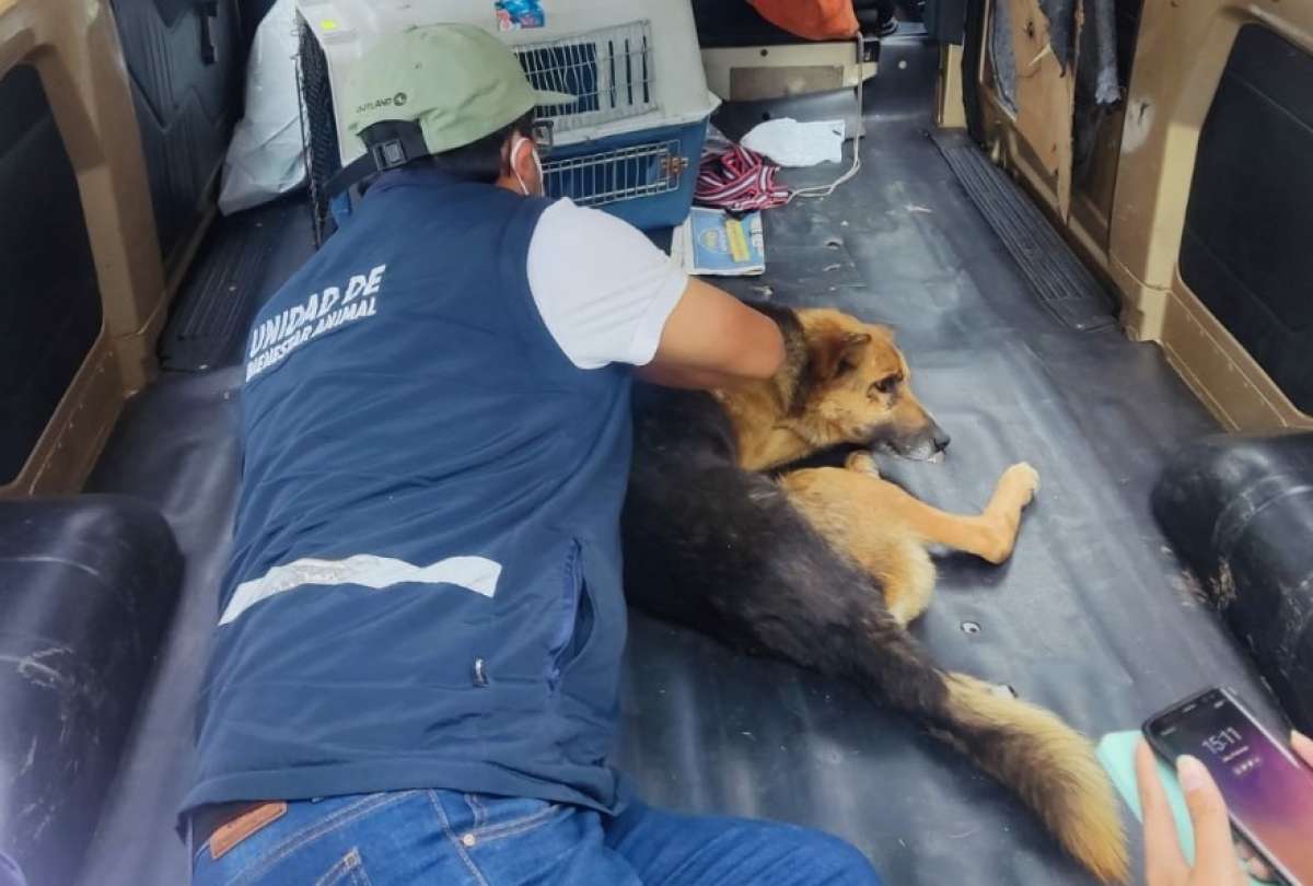 Trabajo comunitario para conductor que atropelló a un perro en Quito