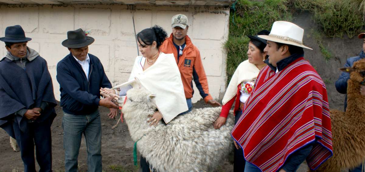 Los animales (entre machos y hembras) que recibieron los productores de las tres comunidades de Guamote son de la especie huacay&aacute;n.