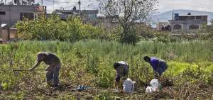 En Samanga, sector ubicado al norte de Ambato, se cultiva papa, cebolla, arveja, cebada, br&oacute;coli y haba, entre otros productos.